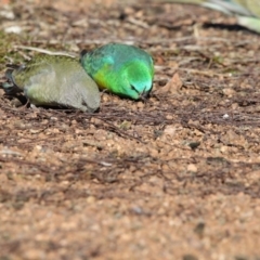 Psephotus haematonotus at Belconnen, ACT - 5 Jul 2018