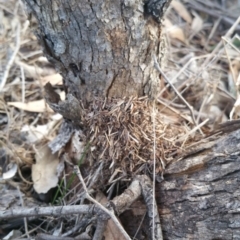 Papyrius nitidus (Shining Coconut Ant) at Hume, ACT - 7 Jul 2018 by nathkay