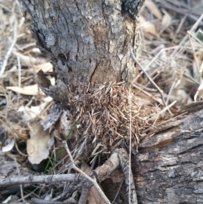 Papyrius nitidus (Shining Coconut Ant) at Jerrabomberra Grassland - 6 Jul 2018 by nath_kay
