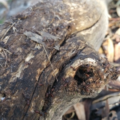 Papyrius nitidus (Shining Coconut Ant) at Jerrabomberra, ACT - 7 Jul 2018 by nathkay