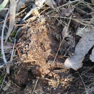 Papyrius nitidus at Jerrabomberra, ACT - 7 Jul 2018