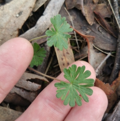 Geranium (genus) (Geranium) at Jerrabomberra, ACT - 7 Jul 2018 by nathkay