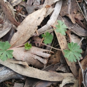 Geranium sp. at Jerrabomberra, ACT - 7 Jul 2018 10:03 AM