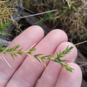 Stellaria pungens at Jerrabomberra, ACT - 7 Jul 2018