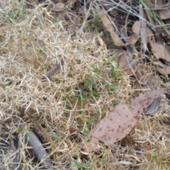 Stellaria pungens at Jerrabomberra, ACT - 7 Jul 2018