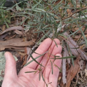 Dodonaea viscosa at Jerrabomberra, ACT - 7 Jul 2018 10:06 AM