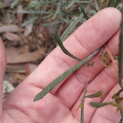 Dodonaea viscosa at Jerrabomberra, ACT - 7 Jul 2018 10:06 AM