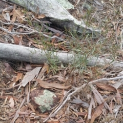 Dodonaea viscosa at Jerrabomberra, ACT - 7 Jul 2018