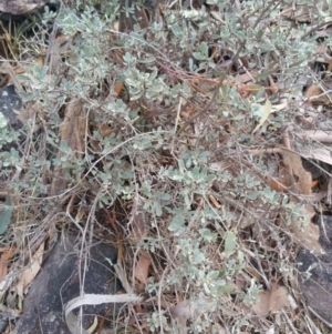 Hibbertia obtusifolia at Jerrabomberra, ACT - 7 Jul 2018