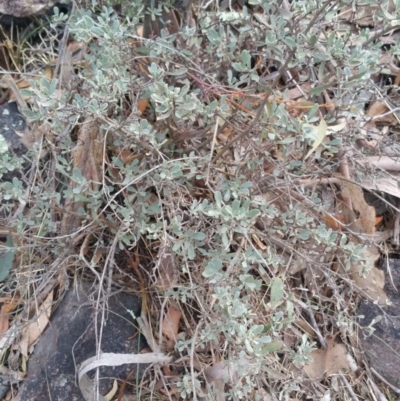 Hibbertia obtusifolia (Grey Guinea-flower) at Jerrabomberra Grassland - 7 Jul 2018 by nath_kay