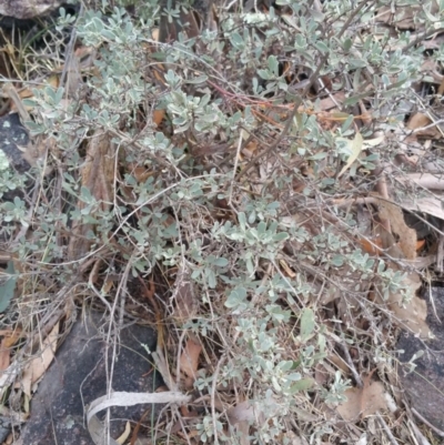 Hibbertia obtusifolia (Grey Guinea-flower) at Jerrabomberra, ACT - 7 Jul 2018 by nathkay