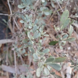 Hibbertia obtusifolia at Jerrabomberra, ACT - 7 Jul 2018