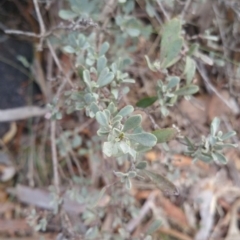 Hibbertia obtusifolia at Jerrabomberra, ACT - 7 Jul 2018
