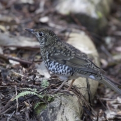 Zoothera lunulata (Bassian Thrush) at Acton, ACT - 3 Jul 2018 by Alison Milton