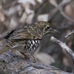 Zoothera lunulata at Acton, ACT - 3 Jul 2018