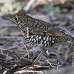 Zoothera lunulata at Acton, ACT - 3 Jul 2018