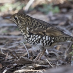 Zoothera lunulata at Acton, ACT - 3 Jul 2018