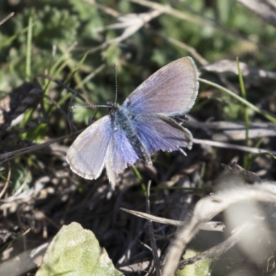Zizina otis (Common Grass-Blue) at Hawker, ACT - 1 Jul 2018 by Alison Milton