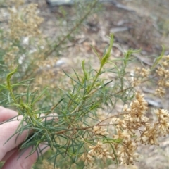 Cassinia quinquefaria (Rosemary Cassinia) at Jerrabomberra, ACT - 7 Jul 2018 by nathkay