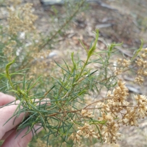 Cassinia quinquefaria at Jerrabomberra, ACT - 7 Jul 2018 10:12 AM