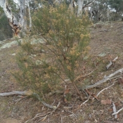 Cassinia quinquefaria at Jerrabomberra, ACT - 7 Jul 2018 10:12 AM