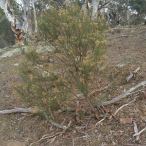 Cassinia quinquefaria at Jerrabomberra, ACT - 7 Jul 2018 10:12 AM