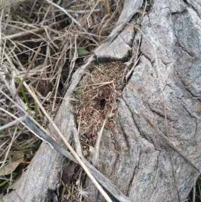 Papyrius nitidus (Shining Coconut Ant) at Jerrabomberra Grassland - 7 Jul 2018 by nath_kay