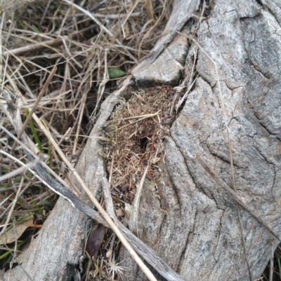 Papyrius nitidus (Shining Coconut Ant) at Hume, ACT - 7 Jul 2018 by nathkay