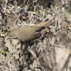Acanthiza pusilla (Brown Thornbill) at Hawker, ACT - 1 Jul 2018 by Alison Milton