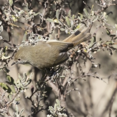 Acanthiza pusilla (Brown Thornbill) at The Pinnacle - 1 Jul 2018 by Alison Milton