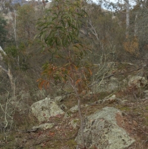 Acacia implexa at Jerrabomberra, ACT - 7 Jul 2018