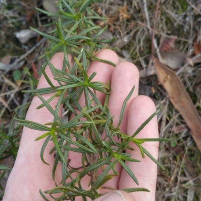 Xerochrysum viscosum (Sticky Everlasting) at Jerrabomberra Grassland - 7 Jul 2018 by nath_kay