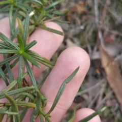 Xerochrysum viscosum at Jerrabomberra, ACT - 7 Jul 2018 10:13 AM