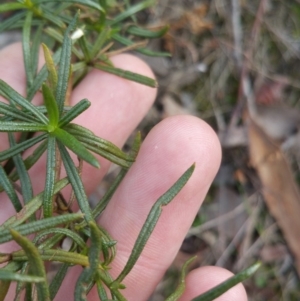 Xerochrysum viscosum at Jerrabomberra, ACT - 7 Jul 2018