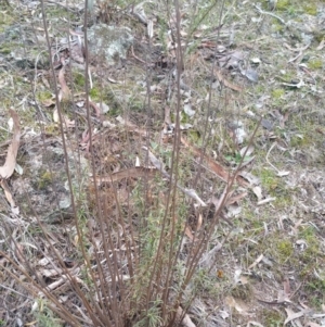 Xerochrysum viscosum at Jerrabomberra, ACT - 7 Jul 2018