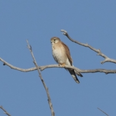 Falco cenchroides (Nankeen Kestrel) at The Pinnacle - 1 Jul 2018 by Alison Milton