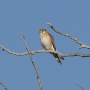 Falco cenchroides at Dunlop, ACT - 1 Jul 2018