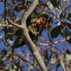 Trichoglossus moluccanus at Belconnen, ACT - 1 Jul 2018 03:37 PM