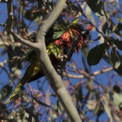 Trichoglossus moluccanus (Rainbow Lorikeet) at Belconnen, ACT - 1 Jul 2018 by Alison Milton