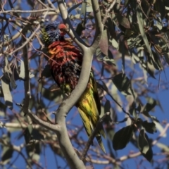 Trichoglossus moluccanus at Belconnen, ACT - 1 Jul 2018 03:37 PM