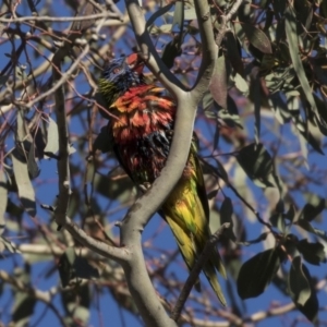 Trichoglossus moluccanus at Belconnen, ACT - 1 Jul 2018 03:37 PM