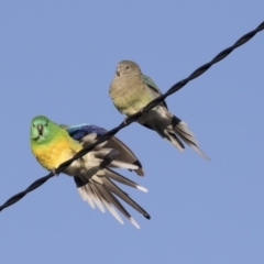 Psephotus haematonotus (Red-rumped Parrot) at Hawker, ACT - 1 Jul 2018 by Alison Milton