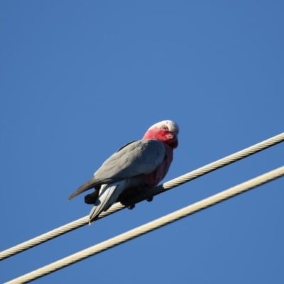 Eolophus roseicapilla (Galah) at Hawker, ACT - 1 Jul 2018 by AlisonMilton