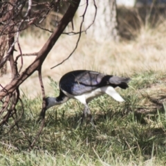 Threskiornis spinicollis (Straw-necked Ibis) at Molonglo Valley, ACT - 20 Jun 2018 by AlisonMilton