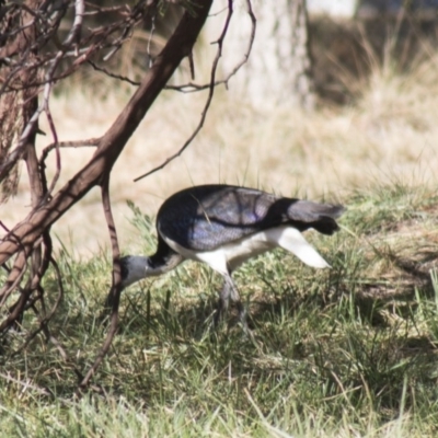 Threskiornis spinicollis (Straw-necked Ibis) at Molonglo Valley, ACT - 20 Jun 2018 by Alison Milton