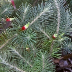 Astroloma pinifolium (Pine Heath) at Jervis Bay, JBT - 1 Jul 1998 by BettyDonWood