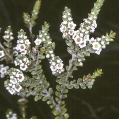 Baeckea imbricata (Coastal Baeckea, Heath Myrtle) at Undefined, JBT - 26 Nov 1996 by BettyDonWood