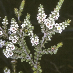 Baeckea imbricata at Undefined, JBT - 27 Nov 1996