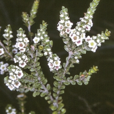 Baeckea imbricata (Coastal Baeckea, Heath Myrtle) at Undefined, JBT - 26 Nov 1996 by BettyDonWood