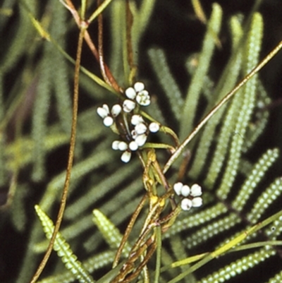 Cassytha glabella f. glabella (Slender Devil's Twine) at Booderee National Park - 17 Mar 1996 by BettyDonWood